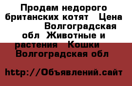 Продам недорого британских котят › Цена ­ 1 000 - Волгоградская обл. Животные и растения » Кошки   . Волгоградская обл.